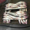 Fresh Sea Bass, Fresh Seafood, Seafood, Snow Dragon Fish, Sea Bass, Semi-Finished Products, No Processing, Commercial Use