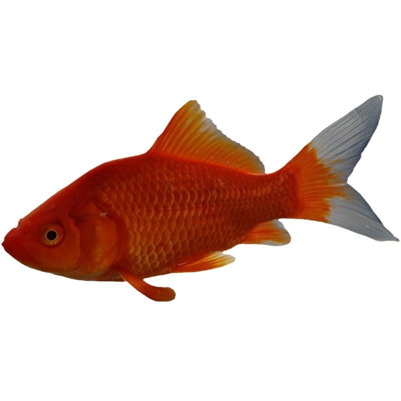 Live Goldfish, Healthy Goldfish, Ornamental Fish, Live Grass Goldfish, Wholesale Live Fish for Stalls, Small Red Grass Fish for Feng Shui
