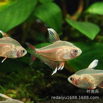 Shanghai tropical fish ornamental fish farm wholesale White Wing rose Flag Fish Pink Flag red coat