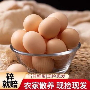 Authentic Free-Range Farm Eggs, Grain-Fed, Colorful Ecological Grain, Free-Range in the Mountains