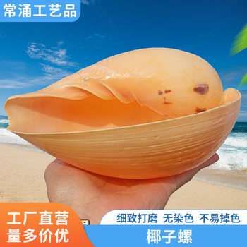 New Large Coconut Snail Conch Shell Yellow Scoop Snail Papaya Snail Fish Tank Aquarium Landscaping Decoration Creative Home Furnishings