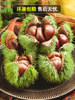 Fresh Dandong Raw Chestnuts 5kg Seasonal Large Chestnuts Raw Chestnuts Northeastern Cone Chestnuts Wild Chestnuts Large Fruit Hairy Chestnuts