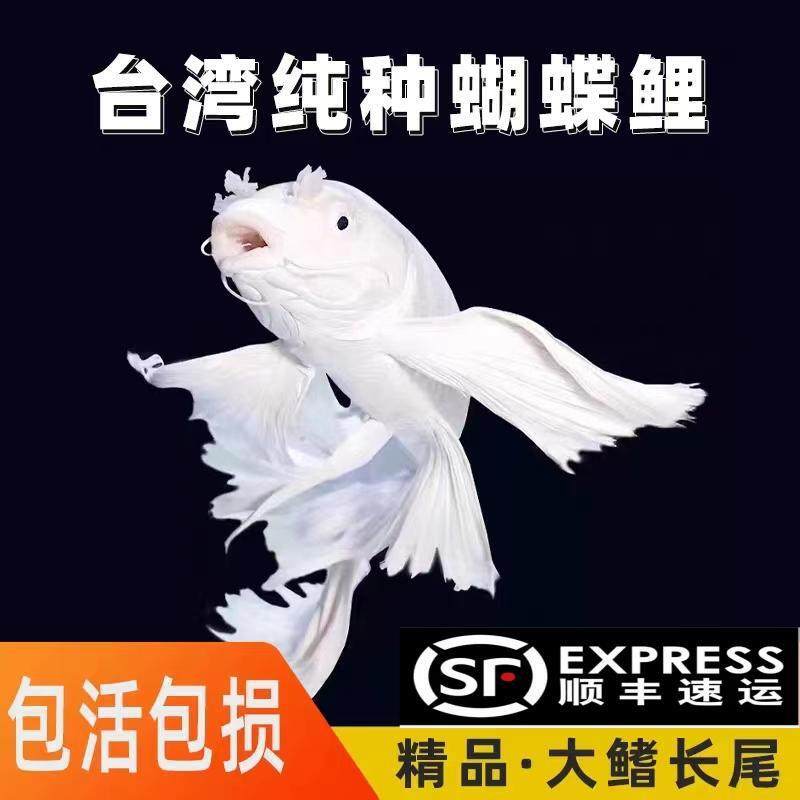 Butterfly Koi Ornamental Fish Live Fish with Large Fins, Long Tail, Short Body, Premium Spherical Red Imperial Cold Water Koi, Easy to Maintain and Durable