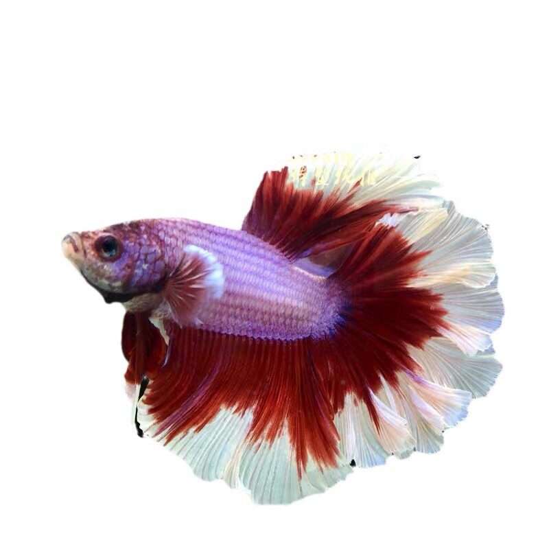 Thai Fighting Fish Imported Tropical Fish Half-Moon Lion King Horsetail Pure White Half-Moon Male Live Ornamental Fish Stall Wholesale