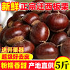 2024 New Goods Picking Qianxi Authentic Chestnut Fresh Chestnut Hebei Chestnut Wild Oil Chestnut Big Castanea henryi Small