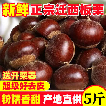 2024 New Goods Picking Qianxi Authentic Chestnut Fresh Chestnut Hebei Chestnut Wild Oil Chestnut Big Castanea henryi Small