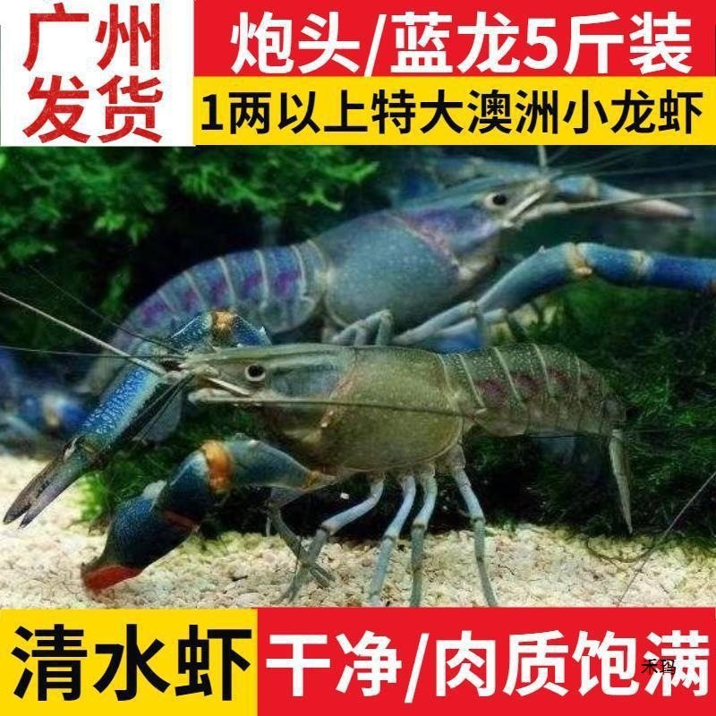 Australian Crayfish Fresh Blue Dragon Freshwater Cultured 0.05kg or More Large Live Lobsters 2.5kg Pack Sf Free Shipping