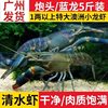 Australian Crayfish Fresh Blue Dragon Freshwater Cultured 0.05kg or More Large Live Lobsters 2.5kg Pack Sf Free Shipping
