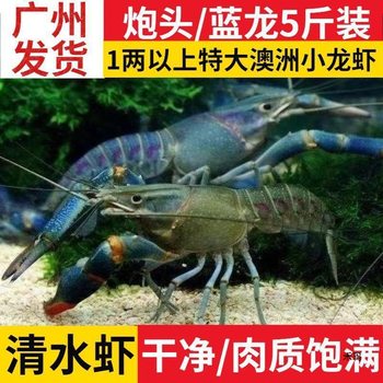 Australian Crayfish Fresh Blue Dragon Freshwater Cultured 0.05kg or More Large Live Lobsters 2.5kg Pack Sf Free Shipping
