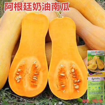 Creamy Pumpkin Seeds Small Pumpkin Seeds Argentine Sweet Chestnut Pumpkin Festival Melon Vegetable Rapeseed