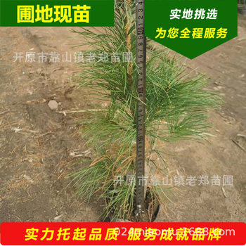 Tower Pine Cone Pine Grafted Seedlings Red Pine Seeds Edible Pine Nut Saplings Sea Pine Red Cone Pine Northeastern Pine Nut Tree Cup Seedlings