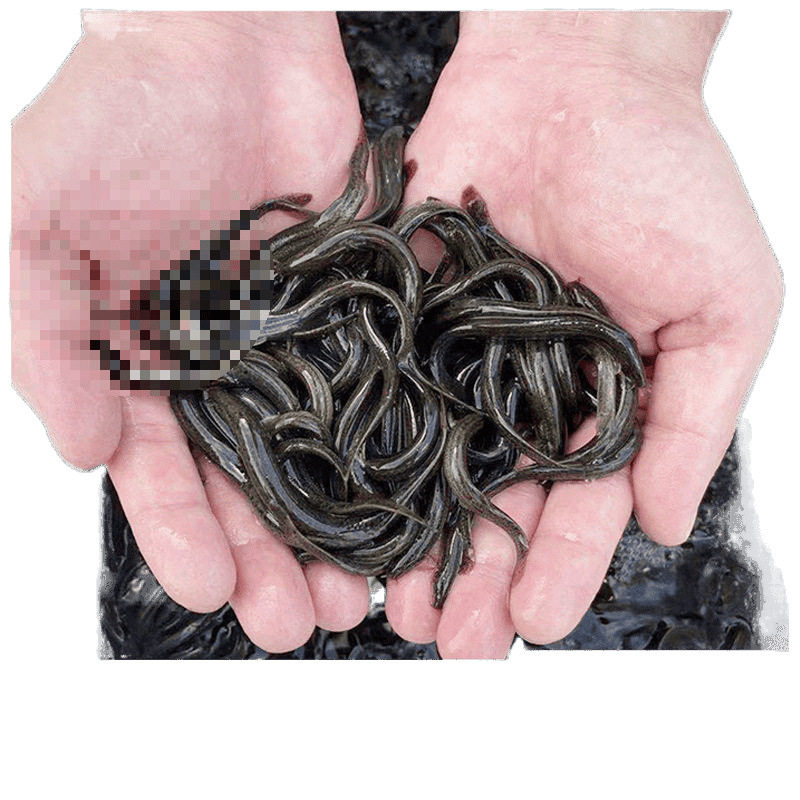 Live Mudfish Fry Feeding for Releasing Arowana Live Bait Turtle Feed Mudfish Breeding Freshwater Ornamental Fish Fishing