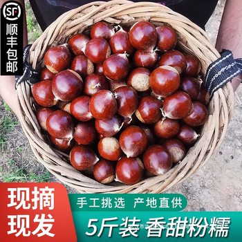 2025 New Crop Jian'Ou Chestnuts, Fresh Wild Oil Chestnuts, Freshly Picked from High Mountain Farms, Cone-Shaped Chestnuts