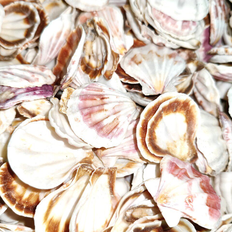 F2H1 Mini Natural Conch Shell Mixed Pack for DIY Crafts, Starfish Photo Frame, Floating Scallop for Children