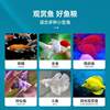 Color-added fish food General fish feed small particles small tropical fish anchovies guppy fish fighting fish lamp family Fairy Special