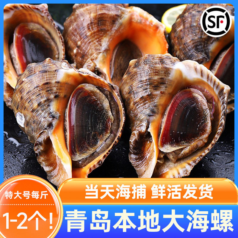 Fresh Large Conch from Qingdao, Fresh Large Shellfish, Qingdao Seafood Specialty, Fresh Aquatic Large Flower Snail