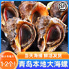 Fresh Large Conch from Qingdao, Fresh Large Shellfish, Qingdao Seafood Specialty, Fresh Aquatic Large Flower Snail