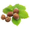 Large Hazelnut Saplings, Thin-Skinned Pingou Large-Fruited Northeastern Hazelnut Nut Saplings, Cold-Resistant, Planted in the North and South, and Bear Fruit in the Same Year