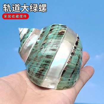 Conch Shell Starfish Orbit Green Snail Hermit Crab Shell Fish Tank Landscape Home Decoration Play Birthday Gift
