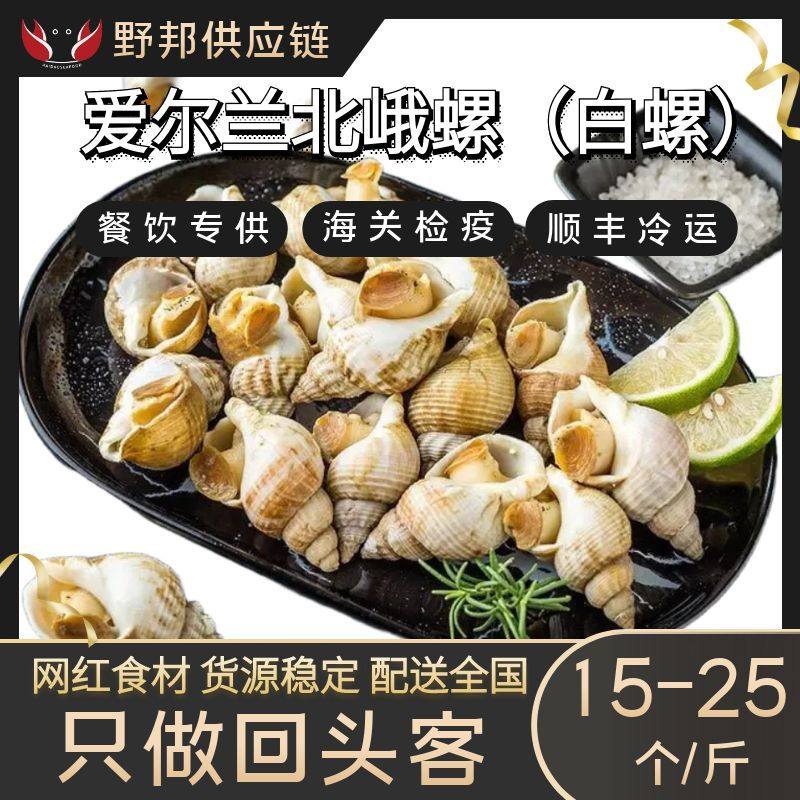 Frozen White Snails from the Uk, Imported from Ireland, North Eel Snails, North Eel Snails with Shells, Seafood, 15-25 Pieces, Deep-Sea Wild-Caught