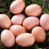 Wanweibao Newborn Eggs 40 Pieces * 40g Fresh Eggs Farm-Raised Free-Range Eggs 6 Pieces 20 Pieces