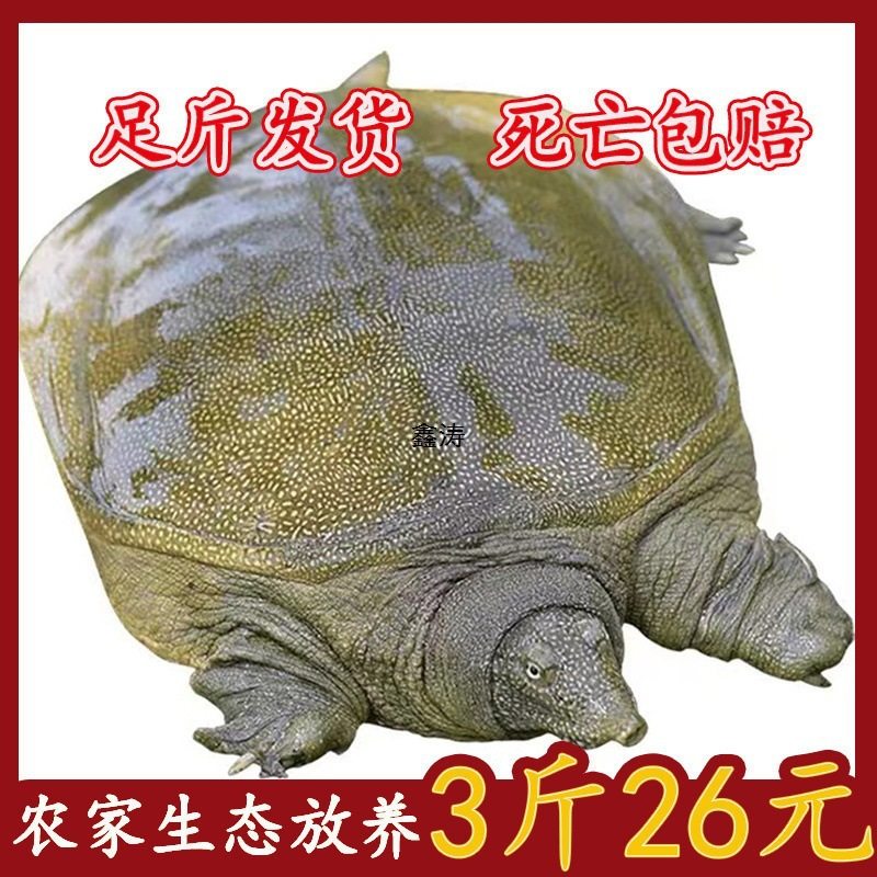 Wholesale Fresh Small Turtles, Fresh and Cheap Fish Fry, Wild-Raised Turtles, Chinese Soft-Shell Turtles for Gatherings