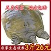 Wholesale Fresh Small Turtles, Fresh and Cheap Fish Fry, Wild-Raised Turtles, Chinese Soft-Shell Turtles for Gatherings