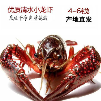 Fresh Live Crayfish from Hubei, 4-6 Yuan, Wholesale Base for Medium-Sized Green/Red Crayfish, Shipped Nationwide