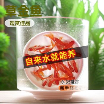 Red Grass Fish, Ornamental Fish, Grass Goldfish, Koi, Crucian Carp, Live Fish, Small Goldfish, Betta Fish, Live Fish Wholesale, Block Fish Tank, Small Fish