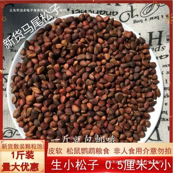 New Daxinganling Wild Pine Nuts Original Raw Small Pine Nuts Parrot Devil Squirrel Food 500 Free Shipping