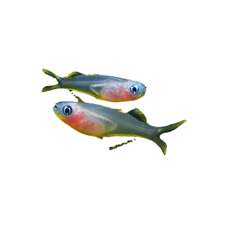 Neon swallow fish live groom official fish small lamp fish group swimming lamp fish tropical ornamental fish fishing ground direct batch