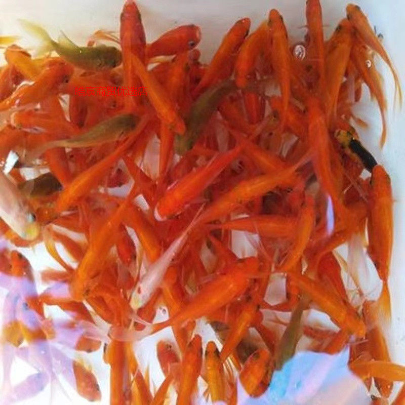 Small goldfish wholesale live fish ornamental fish small wholesale koi carp three-color red and white head entry resistance generation hair