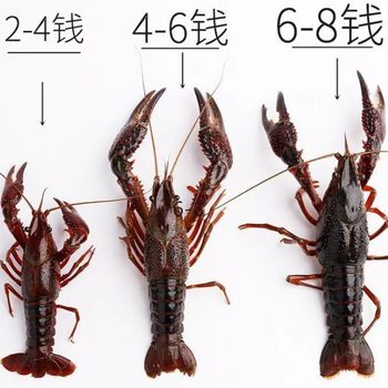 Crayfish Fresh Wholesale Water Breeding Catering Commercial