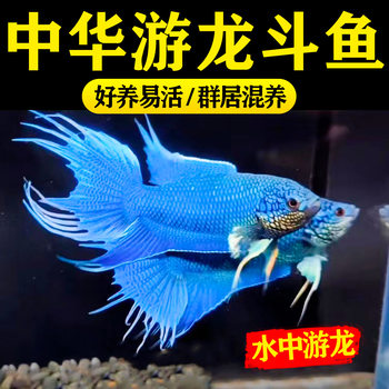 Grainless Blue Betta Live Fish, Oxygen-Free Freshwater Fry, Ornamental Fish, Durable and Easy to Maintain, Lazy Chinese Betta Cold Water Fish