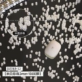2mm semicircle rice White Pearl (about 1000 PCs)