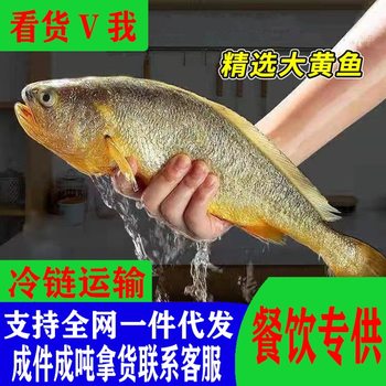 Fresh Frozen Yellow Croaker, Fresh Quick-Frozen Yellow Croaker, Chilled Vacuum-Packed Yellow Croaker, Whole Box of Fresh Yellow Croaker for Wholesalers