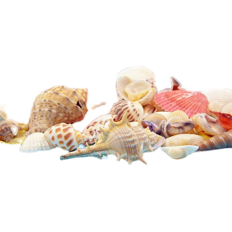 Natural Shell Conch Handmade Kindergarten Ring Creative Toys Fish Tank Landscaping Decoration Materials Free Shipping