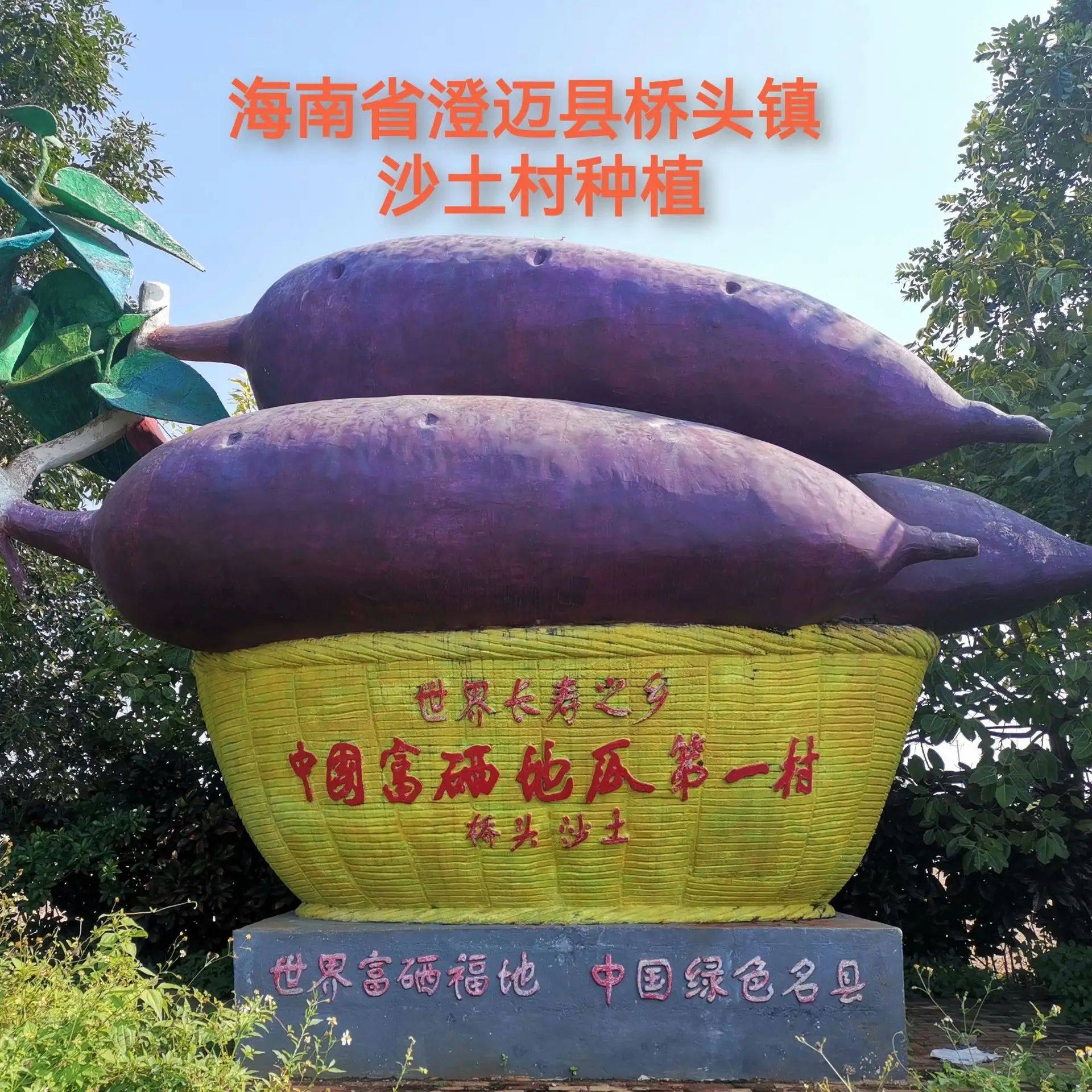 Hainan Chengmai Qiaotou Sweet Potato 3/5/ 4.5kg Fresh Sweet Potato Origin Freshly Released Sand Floor Chestnut Sweet Potato Drop Shipping