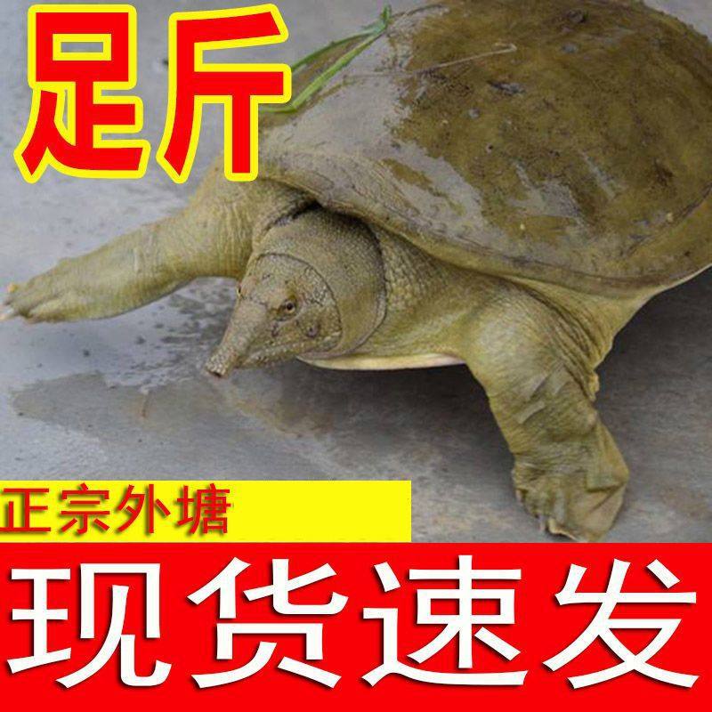Live Soft-Shell Turtles in Outdoor Ponds, Ecologically Raised Soft-Shell Turtles, Green and Yellow Soft-Shell Turtles, Fresh Edible Soft-Shell Turtles and Water Turtles