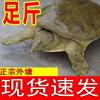 Live Soft-Shell Turtles in Outdoor Ponds, Ecologically Raised Soft-Shell Turtles, Green and Yellow Soft-Shell Turtles, Fresh Edible Soft-Shell Turtles and Water Turtles