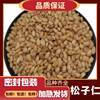 Original Flavor Northeast Pine Nuts, Ripe Pine Nuts, New Ready-To-Eat Raw Pine Nuts from Changbai Mountain