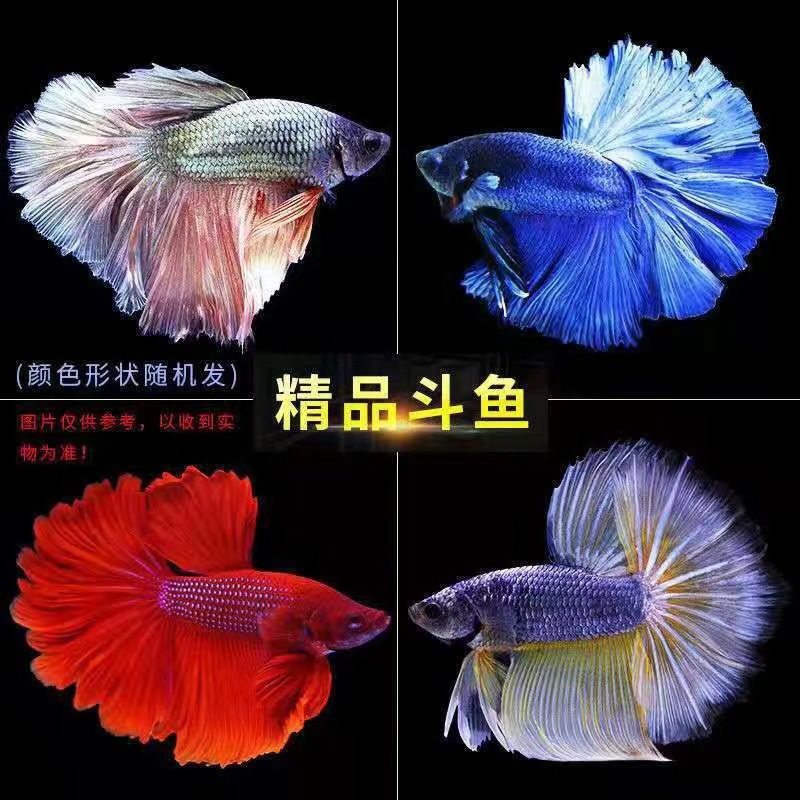 Thailand fighting fish wholesale tropical ornamental fish Lion King wedding fish half moon male fish horsetail living night market stall Net Red