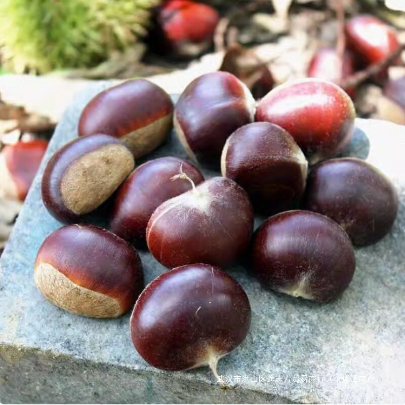 Chestnut Raw Fresh Instant Fresh Dandong Raw Chestnut 5 Jin Seasonal Big Chestnut Raw Chestnut Big Fruit Chestnut