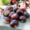 Chestnut Raw Fresh Instant Fresh Dandong Raw Chestnut 5 Jin Seasonal Big Chestnut Raw Chestnut Big Fruit Chestnut