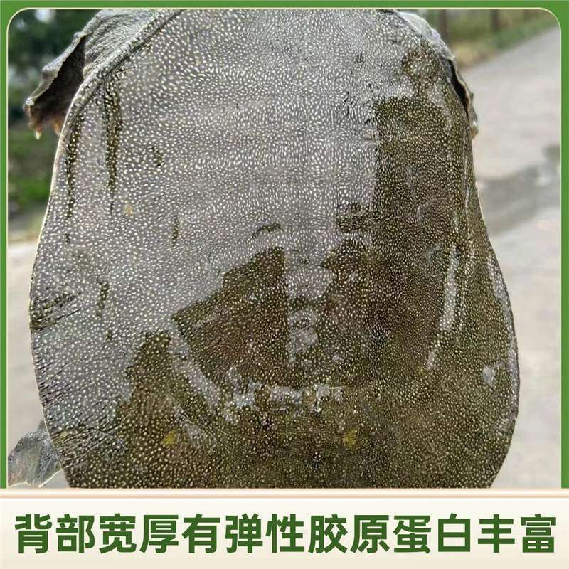 [Hongjiatan Ecological Turtle] Fresh Turtle Ecologically Grown in the Wild Chinese Turtle in the Outer Pond Is Locally Eaten Alive