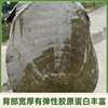 [Hongjiatan Ecological Turtle] Fresh Turtle Ecologically Grown in the Wild Chinese Turtle in the Outer Pond Is Locally Eaten Alive