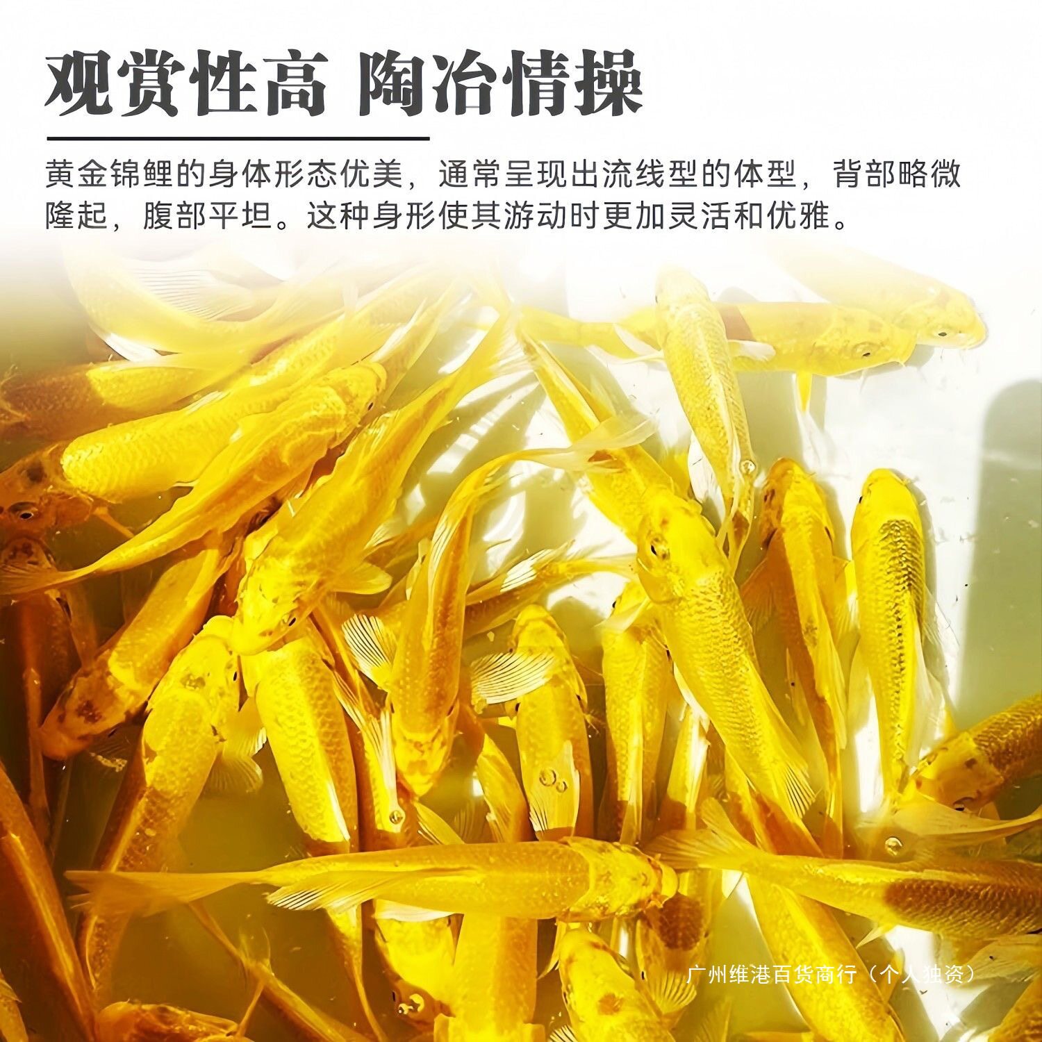 Live Fish Fry Can Be Raised to Raise Ornamental Fish, Live Fish, Small Gold Koi, Tap Water, Cold Water Fish, Easy to Raise Others