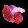 Thai Fighting Fish Live Fish Fighting Fish Wholesale Ornamental Fish Half-Moon Big-Eared General Lion Horse Candy Half-Moon Fighting Fish Stall
