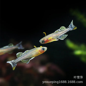 Pearl Swallow Fish Living Aru Swallow Fish Grass Tank Tropical Fish Freshwater Group Fish Ornamental Fish Fishing Farm Wholesale
