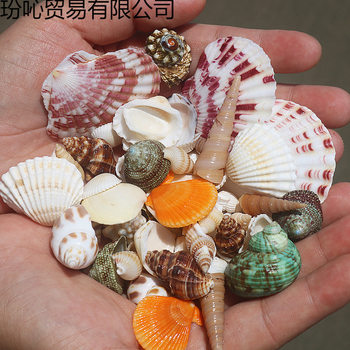 Shell Conch Starfish Hermit Crab Replacement Shell DIY Shell Photo Frame Fish Tank Landscaping Large Conch Shell
